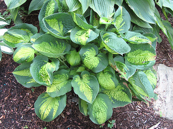 Pocketful Of Sunshine Hosta Plants online shopping