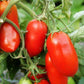 La Roma Tomato