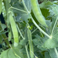 Sugar Daddy Snap Pea
