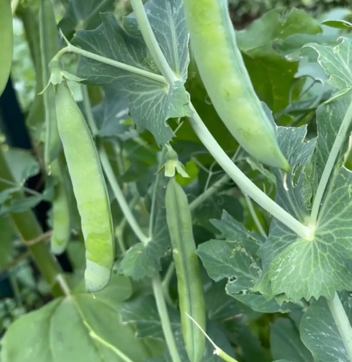 Sugar Daddy Snap Pea