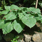 Gitchigumi Hosta Plants online shopping
