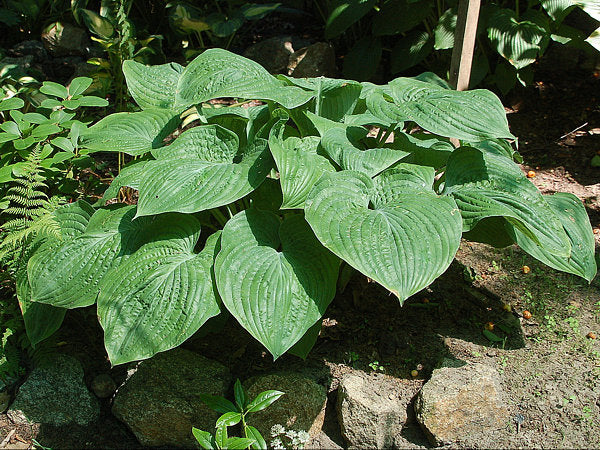 Gitchigumi Hosta Plants online shopping