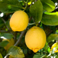 Femminello Lemon Budwood citrus plant material online shopping