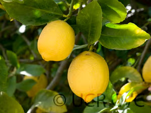 Femminello Lemon Budwood citrus plant material online shopping