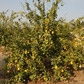 Old Line Eureka Lemon Budwood citrus plant material online shopping