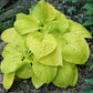 Love’s Purest Light Hosta Plants online shopping