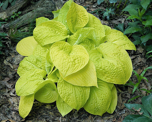 Love’s Purest Light Hosta Plants online shopping