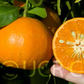 Hickson Mandarin Budwood citrus plant material online shopping