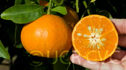 Hickson Mandarin Budwood citrus plant material online shopping