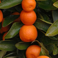 Calamondin Budwood citrus plant material online shopping