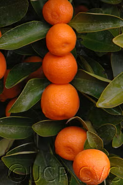 Calamondin Budwood citrus plant material online shopping
