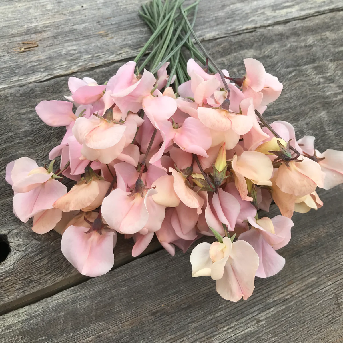 Shell Pink Sweet Pea seeds online shopping