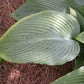 Tidewater Hosta Plants online shopping