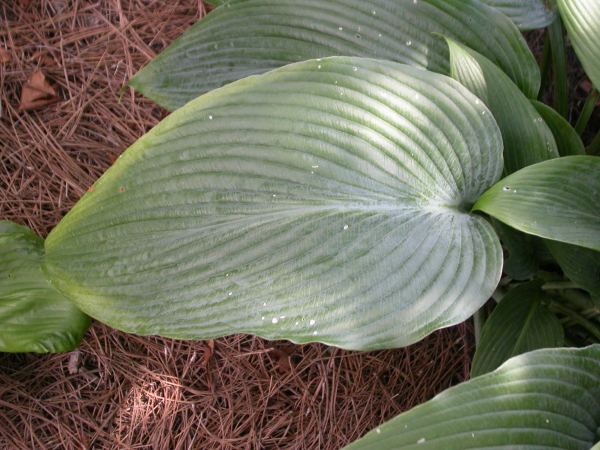 Tidewater Hosta Plants online shopping