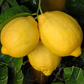 Limoneira 8A Lisbon Lemon Budwood citrus plant material online shopping