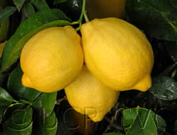 Limoneira 8A Lisbon Lemon Budwood citrus plant material online shopping