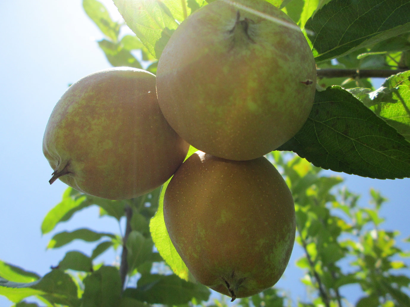 Hudson’s Golden Gem Heirloom Apple
