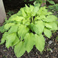 Sublime Lime Hosta Plants online shopping