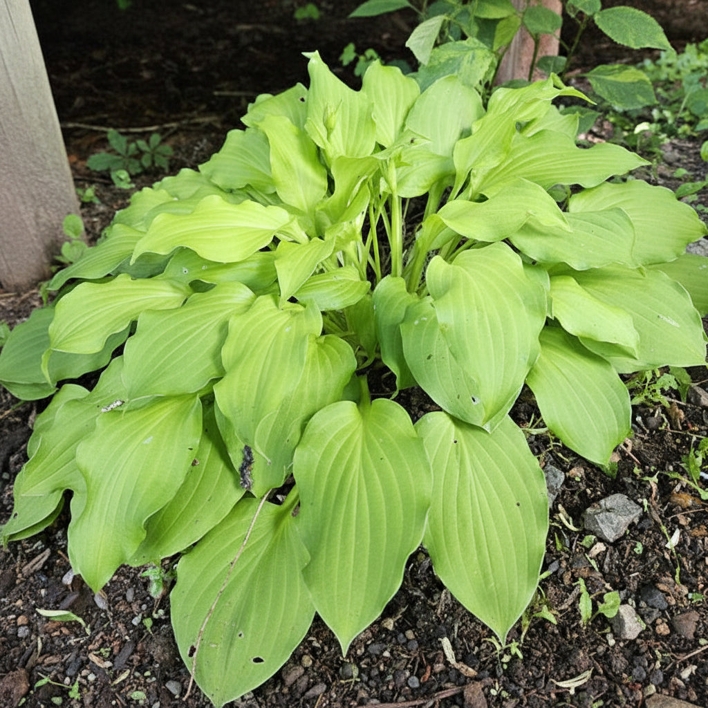 Sublime Lime Hosta Plants online shopping