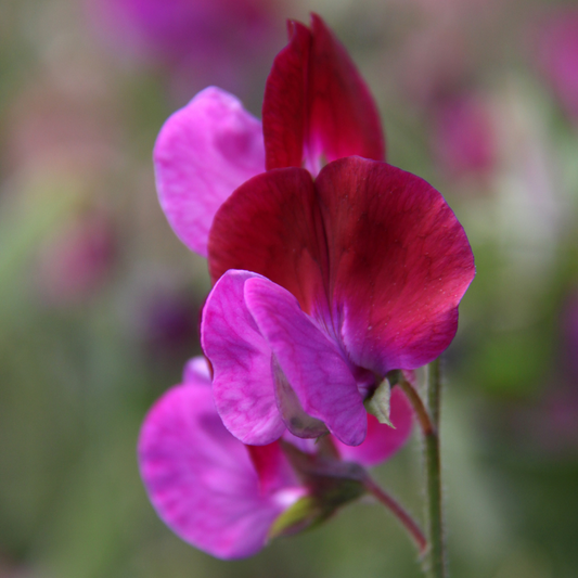 Cupani Wild Italian Sweet Pea