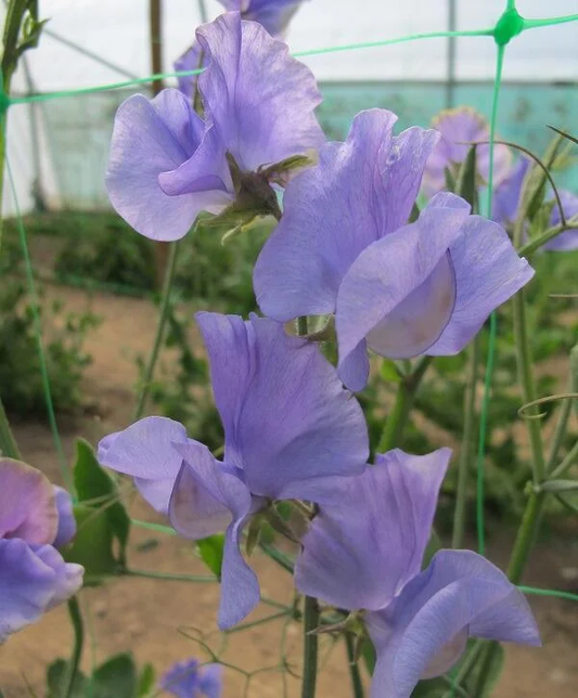 Winter Sunshine Light Blue Sweet Pea