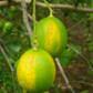 Persian Lime Budwood citrus plant material online shopping