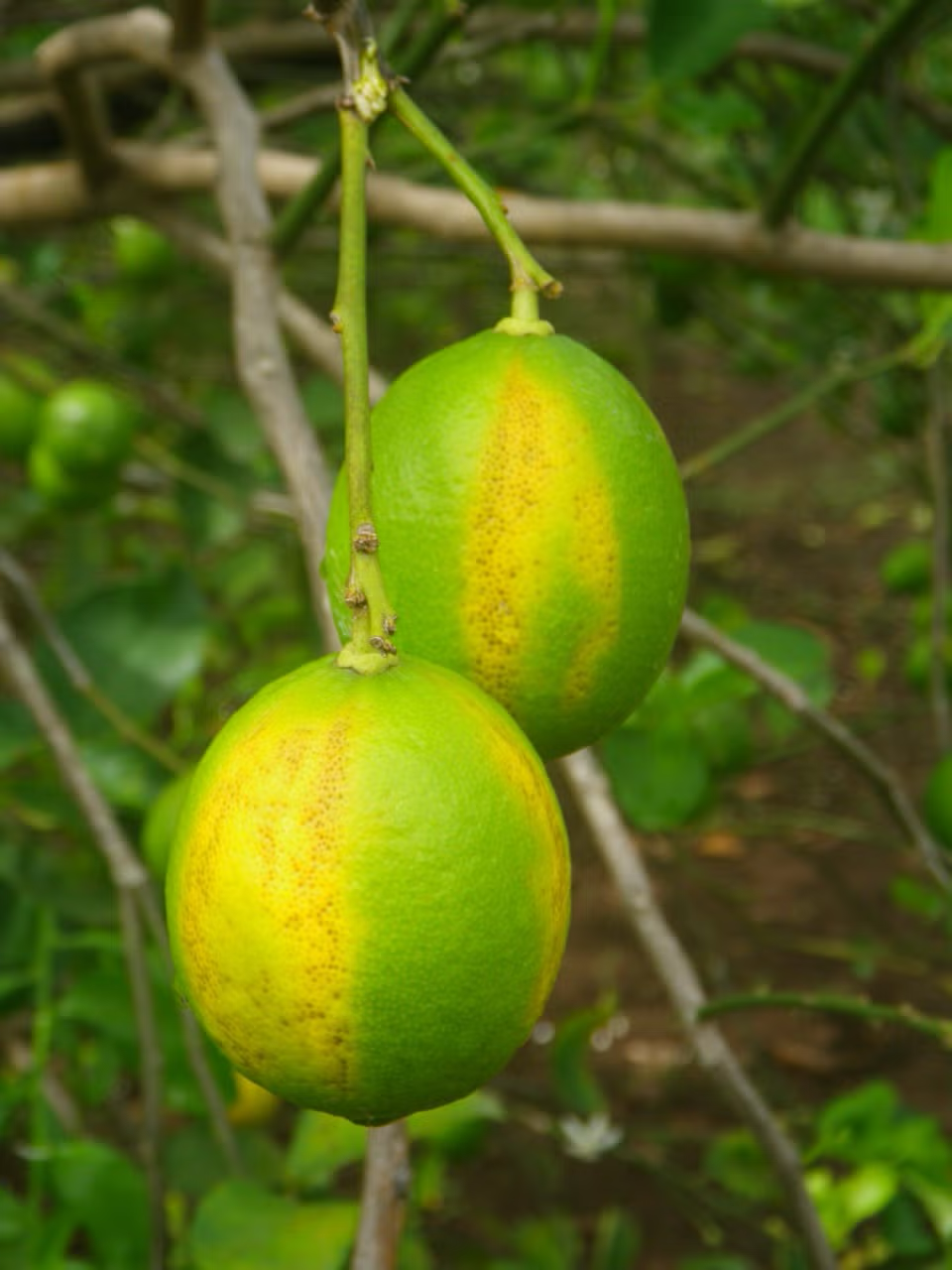 Persian Lime Budwood citrus plant material online shopping