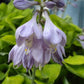 Ladybug Hosta Plants online shopping
