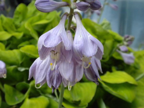 Ladybug Hosta Plants online shopping