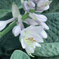 Gentle Giant Hosta Plants online shopping