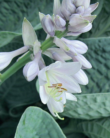 Gentle Giant Hosta Plants online shopping