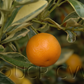 Variegated Calamondin Budwood citrus plant material online shopping