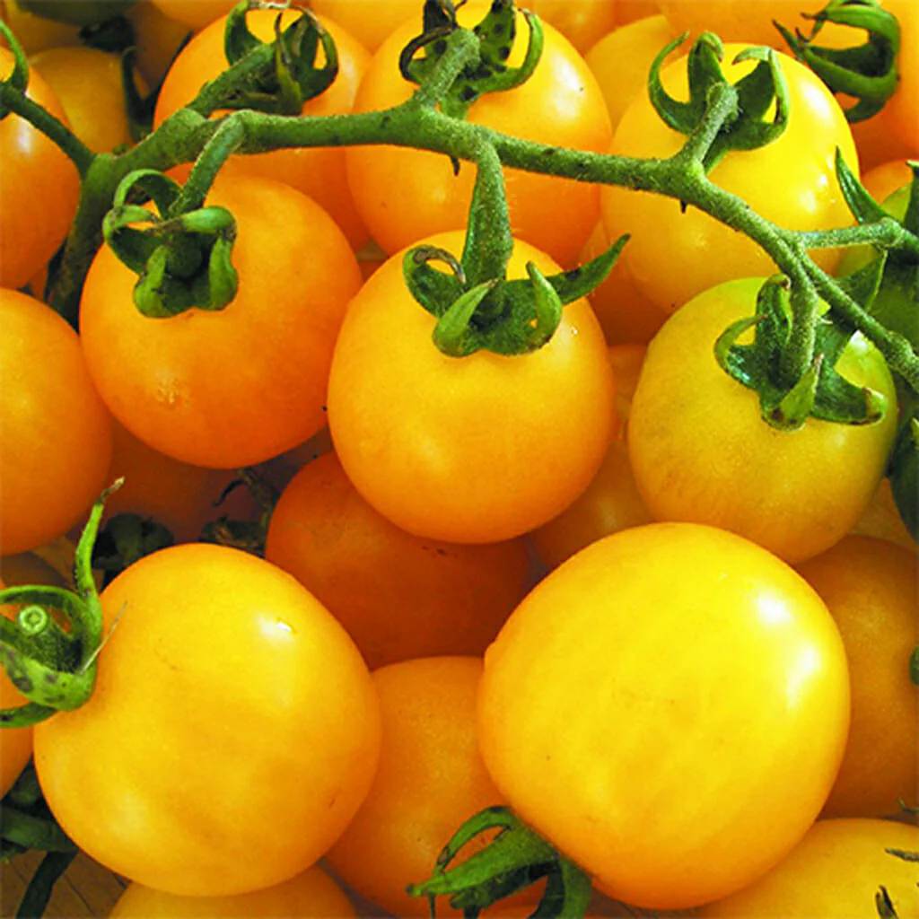 Sunrise Sauce F1 Tomato