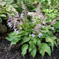 Raspberry Sorbet Hosta Plants online shopping
