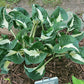 Mellow Mood Hosta Plants online shopping