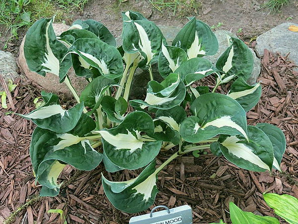 Mellow Mood Hosta Plants online shopping