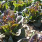 Breen Pelleted Lettuce