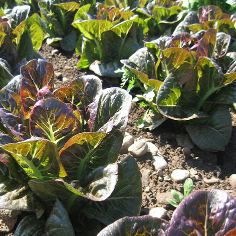 Breen Pelleted Lettuce Seeds online shopping