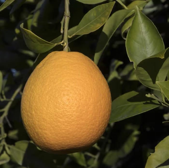 Xuegan Sweet Orange Budwood citrus plant material online shopping
