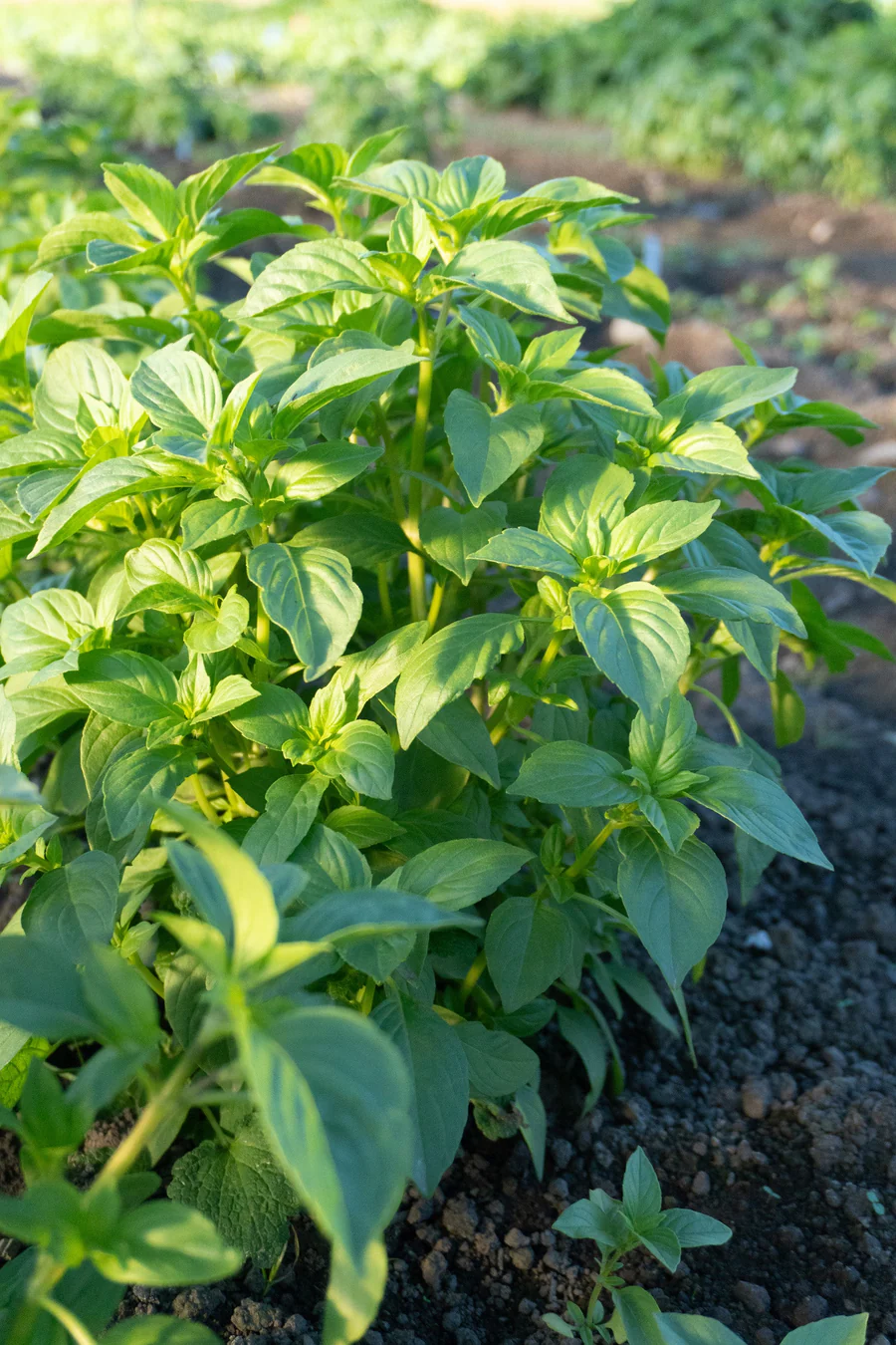 Helios Lemon Basil seeds online shopping