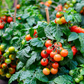 Tiny Tim Cherry Tomato