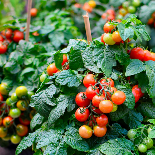 Tiny Tim Cherry Tomato Seeds online shopping