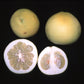 Sarawak Pummelo Budwood citrus plant material online shopping