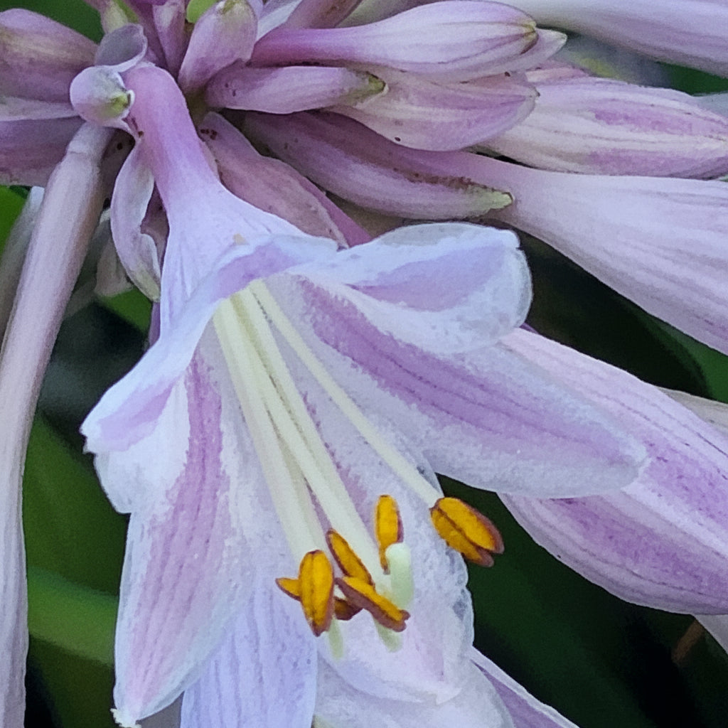 Stand By Me Hosta Plants online shopping