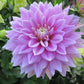 Ferncliff Inspiration Dahlia Plants online shopping