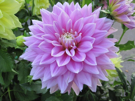 Ferncliff Inspiration Dahlia