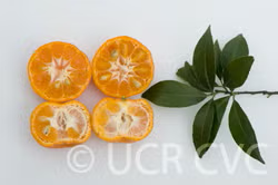 Sun Chu Sha Mandarin Seed