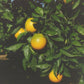 Gillette Navel Orange Budwood citrus plant material online shopping