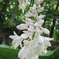 Lakeside Maverick Hosta Plants online shopping