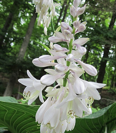 Lakeside Maverick Hosta Plants online shopping